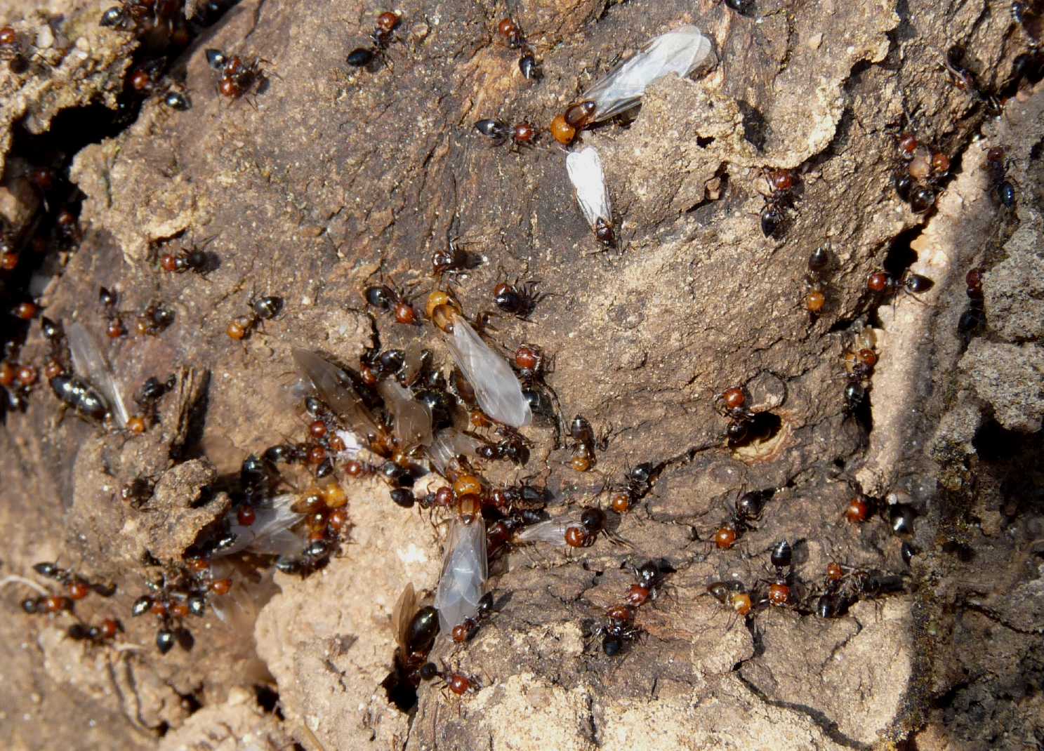 Crematogaster scutellaris